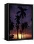 Palm Trees at Sunset, Puerto Rico-Greg Johnston-Framed Stretched Canvas