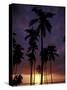 Palm Trees at Sunset, Puerto Rico-Greg Johnston-Stretched Canvas