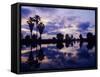 Palm Trees at Sunset, Rio Grande Valley, Texas, USA-Rolf Nussbaumer-Framed Stretched Canvas