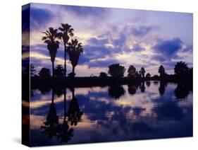Palm Trees at Sunset, Rio Grande Valley, Texas, USA-Rolf Nussbaumer-Stretched Canvas