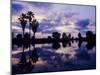 Palm Trees at Sunset, Rio Grande Valley, Texas, USA-Rolf Nussbaumer-Mounted Photographic Print