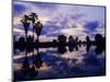 Palm Trees at Sunset, Rio Grande Valley, Texas, USA-Rolf Nussbaumer-Mounted Photographic Print