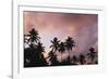 Palm Trees at Sunset-null-Framed Photographic Print