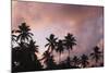 Palm Trees at Sunset-null-Mounted Photographic Print