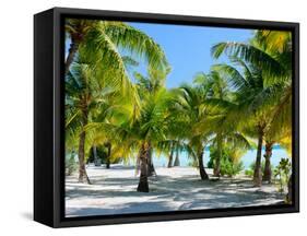 Palm Trees at Tropical Coast on Bora Bora Island-BlueOrange Studio-Framed Stretched Canvas