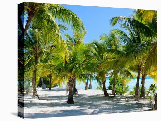 Palm Trees at Tropical Coast on Bora Bora Island-BlueOrange Studio-Stretched Canvas