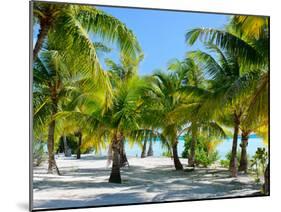 Palm Trees at Tropical Coast on Bora Bora Island-BlueOrange Studio-Mounted Photographic Print