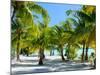 Palm Trees at Tropical Coast on Bora Bora Island-BlueOrange Studio-Mounted Photographic Print