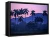 Palm Trees at Yumuri Valley at Sunset, Matanzas, Cuba-Rick Gerharter-Framed Stretched Canvas