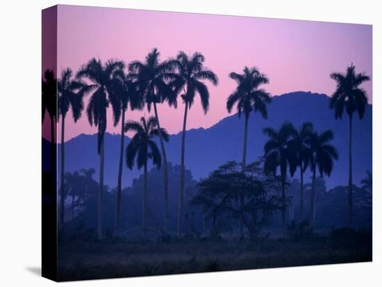 Palm Trees at Yumuri Valley at Sunset, Matanzas, Cuba-Rick Gerharter-Stretched Canvas