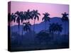 Palm Trees at Yumuri Valley at Sunset, Matanzas, Cuba-Rick Gerharter-Stretched Canvas