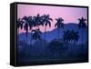 Palm Trees at Yumuri Valley at Sunset, Matanzas, Cuba-Rick Gerharter-Framed Stretched Canvas