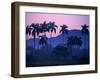 Palm Trees at Yumuri Valley at Sunset, Matanzas, Cuba-Rick Gerharter-Framed Premium Photographic Print