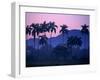 Palm Trees at Yumuri Valley at Sunset, Matanzas, Cuba-Rick Gerharter-Framed Photographic Print