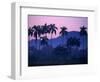 Palm Trees at Yumuri Valley at Sunset, Matanzas, Cuba-Rick Gerharter-Framed Photographic Print