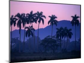 Palm Trees at Yumuri Valley at Sunset, Matanzas, Cuba-Rick Gerharter-Mounted Photographic Print