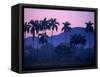 Palm Trees at Yumuri Valley at Sunset, Matanzas, Cuba-Rick Gerharter-Framed Stretched Canvas