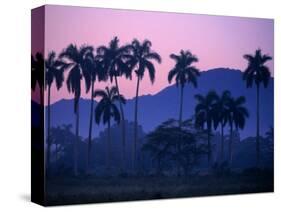 Palm Trees at Yumuri Valley at Sunset, Matanzas, Cuba-Rick Gerharter-Stretched Canvas