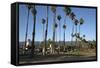 Palm Trees Behind Beach-Stuart-Framed Stretched Canvas