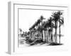 Palm Trees Beside the Nile, Egypt, 1895-Zangaki-Framed Giclee Print