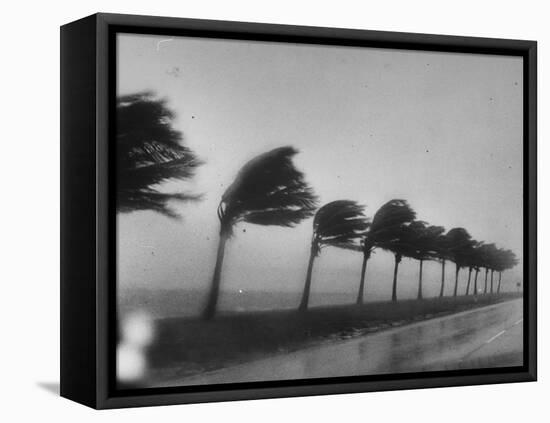Palm Trees Blowing in the Wind During Hurricane in Florida-Ed Clark-Framed Stretched Canvas