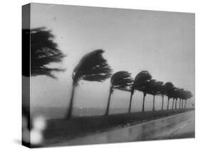 Palm Trees Blowing in the Wind During Hurricane in Florida-Ed Clark-Stretched Canvas