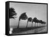 Palm Trees Blowing in the Wind During Hurricane in Florida-Ed Clark-Framed Stretched Canvas