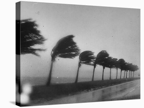 Palm Trees Blowing in the Wind During Hurricane in Florida-Ed Clark-Stretched Canvas