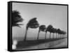 Palm Trees Blowing in the Wind During Hurricane in Florida-Ed Clark-Framed Stretched Canvas