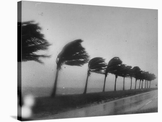 Palm Trees Blowing in the Wind During Hurricane in Florida-Ed Clark-Stretched Canvas