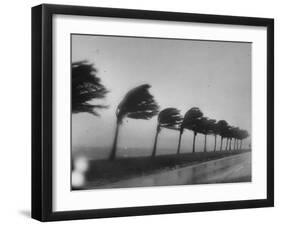 Palm Trees Blowing in the Wind During Hurricane in Florida-Ed Clark-Framed Premium Photographic Print