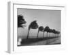 Palm Trees Blowing in the Wind During Hurricane in Florida-Ed Clark-Framed Premium Photographic Print