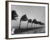 Palm Trees Blowing in the Wind During Hurricane in Florida-Ed Clark-Framed Photographic Print