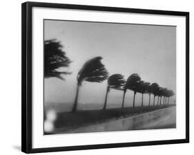 Palm Trees Blowing in the Wind During Hurricane in Florida-Ed Clark-Framed Photographic Print