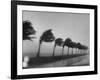 Palm Trees Blowing in the Wind During Hurricane in Florida-Ed Clark-Framed Photographic Print