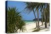 Palm Trees, Bwejuu Beach, Zanzibar, Tanzania, Indian Ocean, East Africa, Africa-Peter Richardson-Stretched Canvas