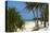 Palm Trees, Bwejuu Beach, Zanzibar, Tanzania, Indian Ocean, East Africa, Africa-Peter Richardson-Stretched Canvas