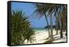 Palm Trees, Bwejuu Beach, Zanzibar, Tanzania, Indian Ocean, East Africa, Africa-Peter Richardson-Framed Stretched Canvas