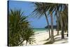Palm Trees, Bwejuu Beach, Zanzibar, Tanzania, Indian Ocean, East Africa, Africa-Peter Richardson-Stretched Canvas