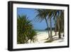 Palm Trees, Bwejuu Beach, Zanzibar, Tanzania, Indian Ocean, East Africa, Africa-Peter Richardson-Framed Photographic Print