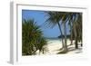 Palm Trees, Bwejuu Beach, Zanzibar, Tanzania, Indian Ocean, East Africa, Africa-Peter Richardson-Framed Photographic Print