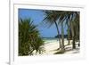 Palm Trees, Bwejuu Beach, Zanzibar, Tanzania, Indian Ocean, East Africa, Africa-Peter Richardson-Framed Photographic Print