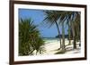 Palm Trees, Bwejuu Beach, Zanzibar, Tanzania, Indian Ocean, East Africa, Africa-Peter Richardson-Framed Photographic Print