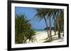 Palm Trees, Bwejuu Beach, Zanzibar, Tanzania, Indian Ocean, East Africa, Africa-Peter Richardson-Framed Photographic Print