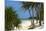 Palm Trees, Bwejuu Beach, Zanzibar, Tanzania, Indian Ocean, East Africa, Africa-Peter Richardson-Mounted Photographic Print