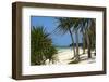 Palm Trees, Bwejuu Beach, Zanzibar, Tanzania, Indian Ocean, East Africa, Africa-Peter Richardson-Framed Photographic Print