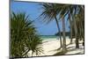 Palm Trees, Bwejuu Beach, Zanzibar, Tanzania, Indian Ocean, East Africa, Africa-Peter Richardson-Mounted Photographic Print