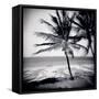 Palm Trees by the Beach at Bweju, Zanzibar, Tanzania, East Africa-Lee Frost-Framed Stretched Canvas
