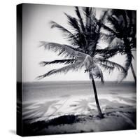 Palm Trees by the Beach at Bweju, Zanzibar, Tanzania, East Africa-Lee Frost-Stretched Canvas