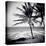 Palm Trees by the Beach at Bweju, Zanzibar, Tanzania, East Africa-Lee Frost-Stretched Canvas